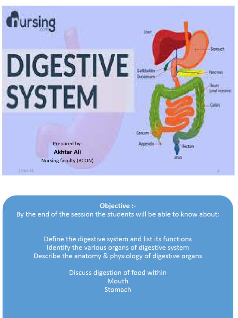 Overview of the Human Digestive System | PDF | Stomach | Human ...