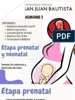 Etapa Prenatal