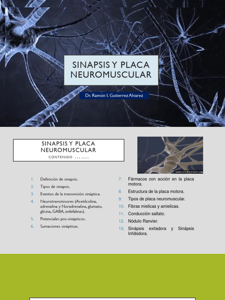 Sinapsis y Placa Neuromuscular (Clase) | PDF | Sinapsis | Neurona