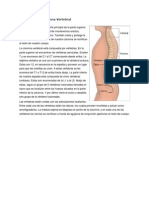 La Columna Vertebral