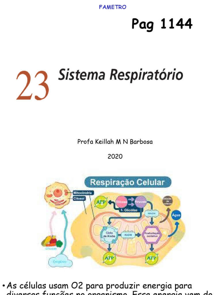 Aula 6 Sistema Respiratório Download Grátis Pdf Sistema