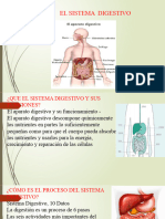 El Sistema Digestivo