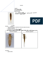 Insectos Morfologias