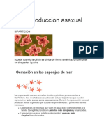 Reproduccion Asexual