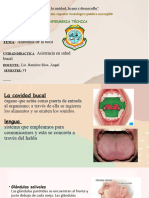 Anatomia de La Boca