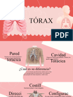 Anatomia