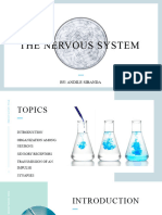 Nervous System Presentation A Level Biology