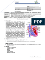 Practica de Anatomia