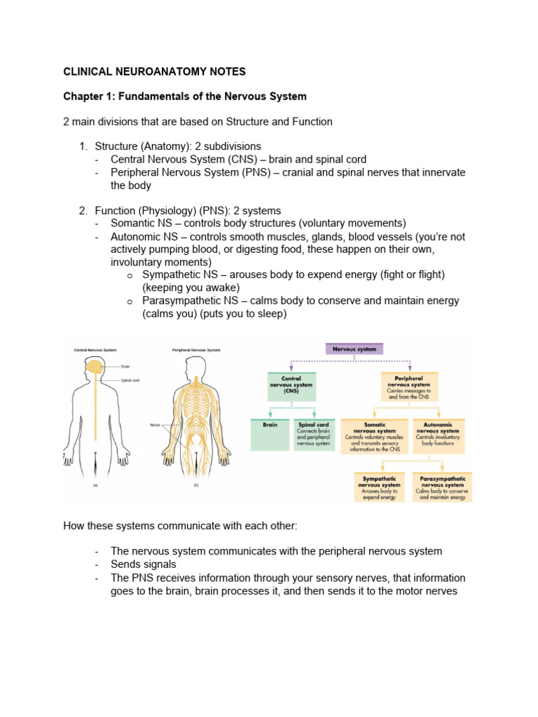 HOW TO MEMORIZE NEUROANATOMY visual data 2