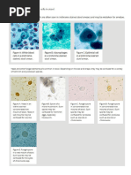 Stool Microscopy: Crystals and Parasites | PDF