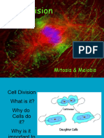 Cell Division Mitosis Meiosis 1225581257073362 9