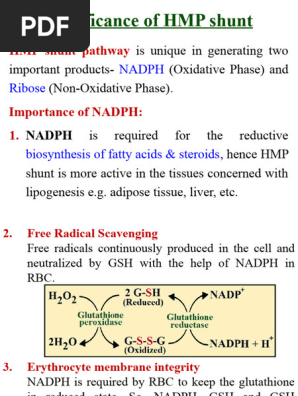 Significance of HMP Shunt Pathway