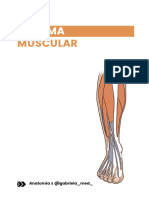 Sistema Muscular