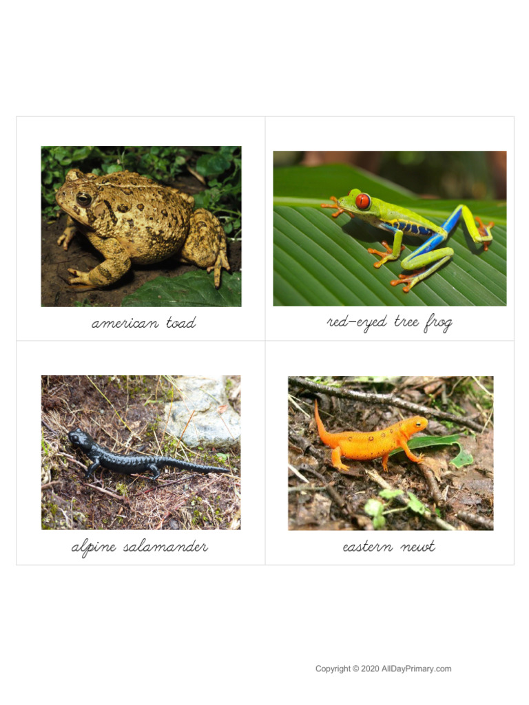 Amphibians Classified Cards | PDF