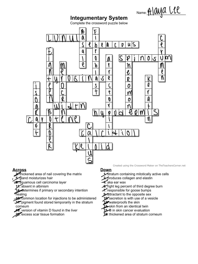 Integument crossword pdf