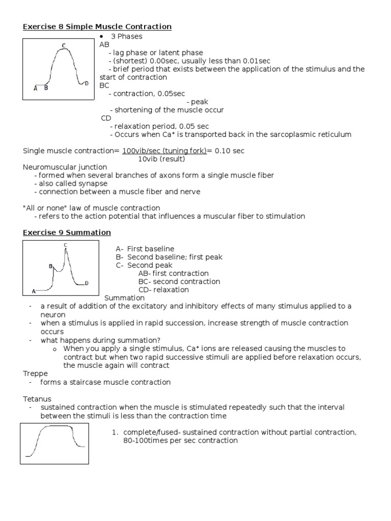 Understanding Muscle Contraction Phases | PDF | Muscle Contraction ...