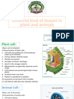 Different Kind of Tissues in Plant and Animals