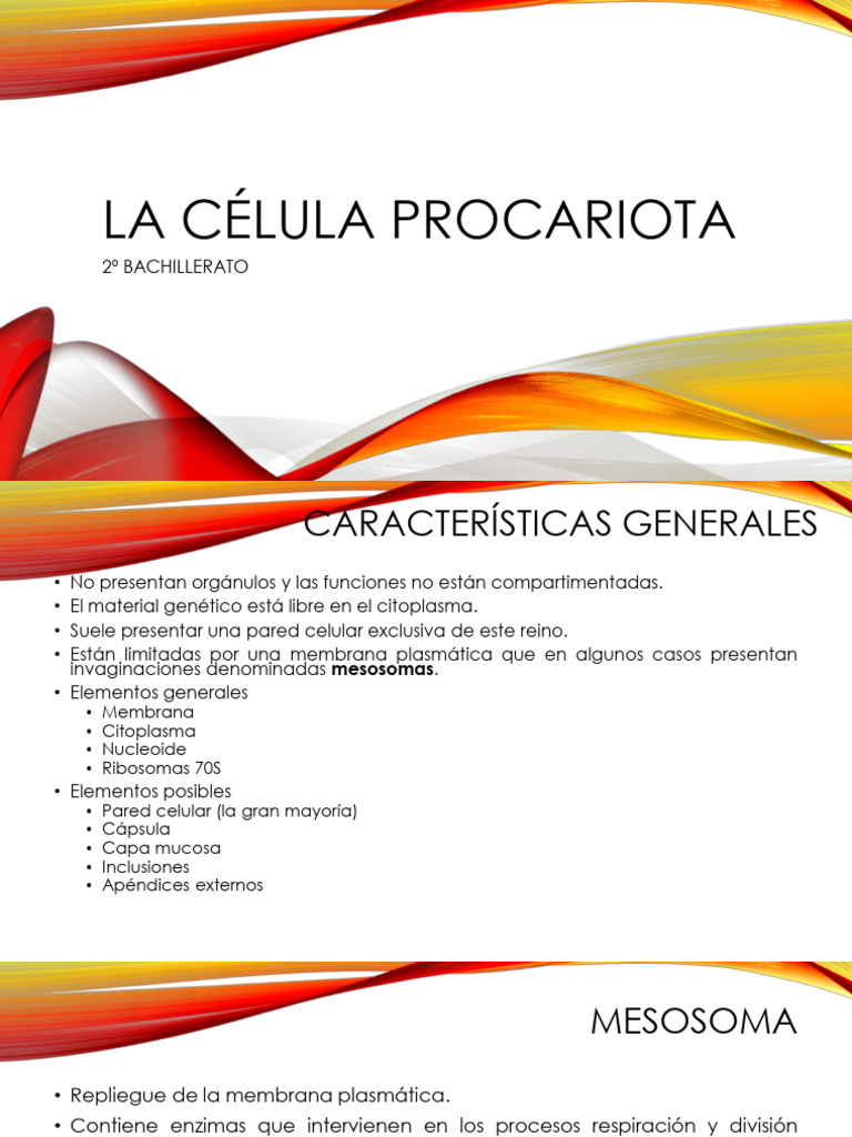 Estructura y Función de la Célula Procariota | PDF | Las bacterias ...