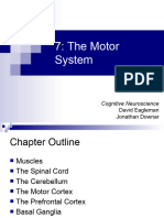 The Motor System