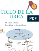 Ciclo de Urea