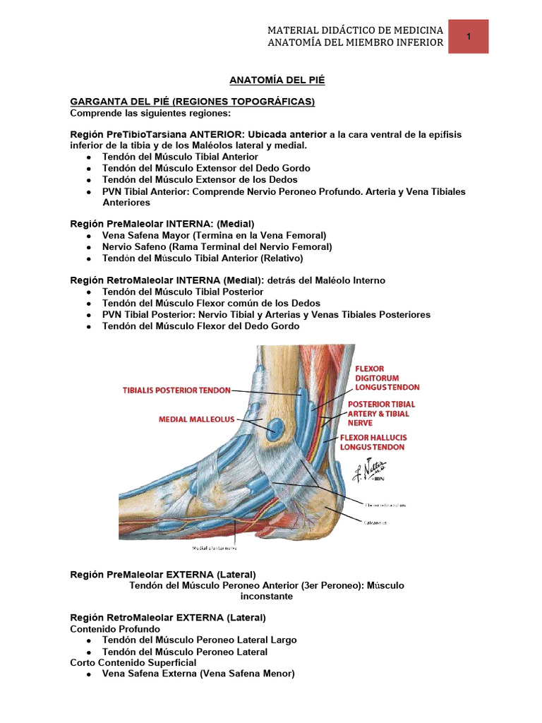 Material Didactico de Medicina Anatomia Del Miembro Inferior | PDF