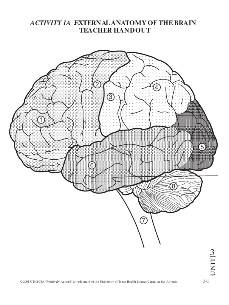 0301a All Cerebrum Cerebellum