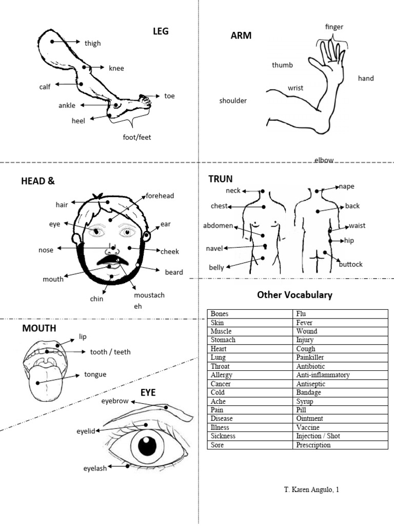 Body Parts PDF Common Cold Human Anatomy