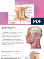 Plexo Cervical y Braquial