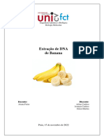 Extração DNA Banana