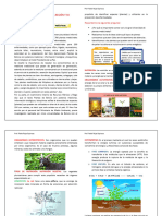 Diversidad de Las Plantas en La Región y Su Aplicación