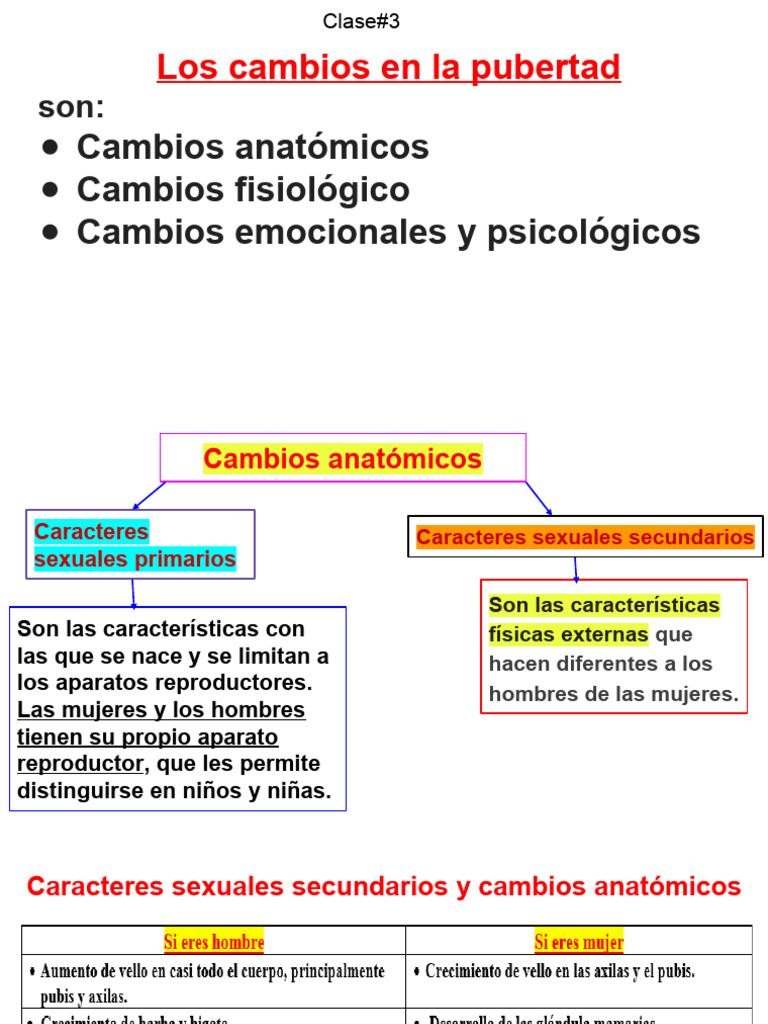 Cambios en la Pubertad y Caracteres Sexuales | PDF | La sexualidad ...