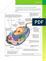 Célula Animal y Vegetal