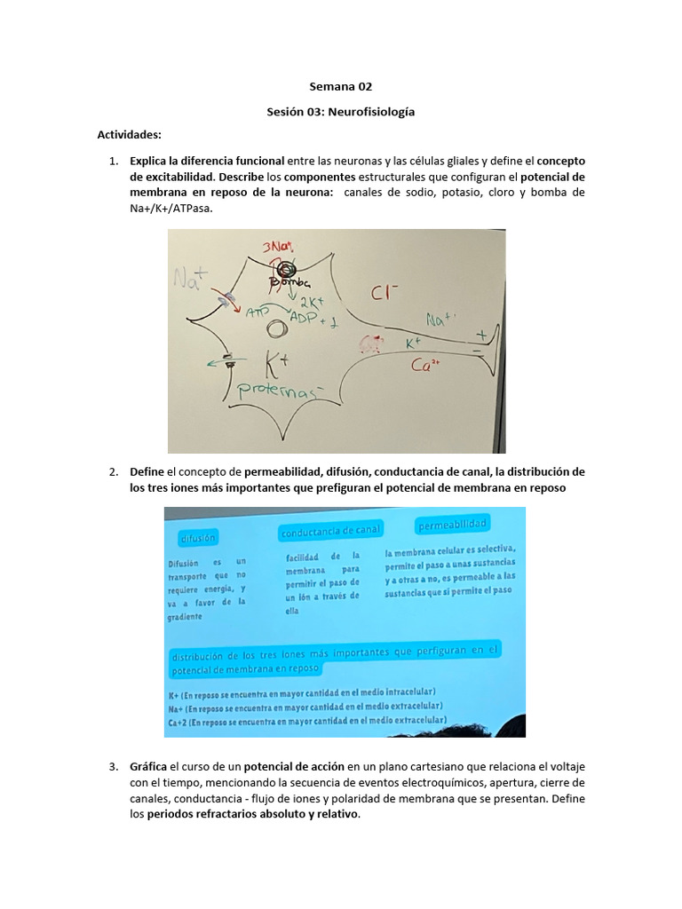 Neurofisiología: Potencial de Acción y Sinapsis | PDF | Sinapsis ...