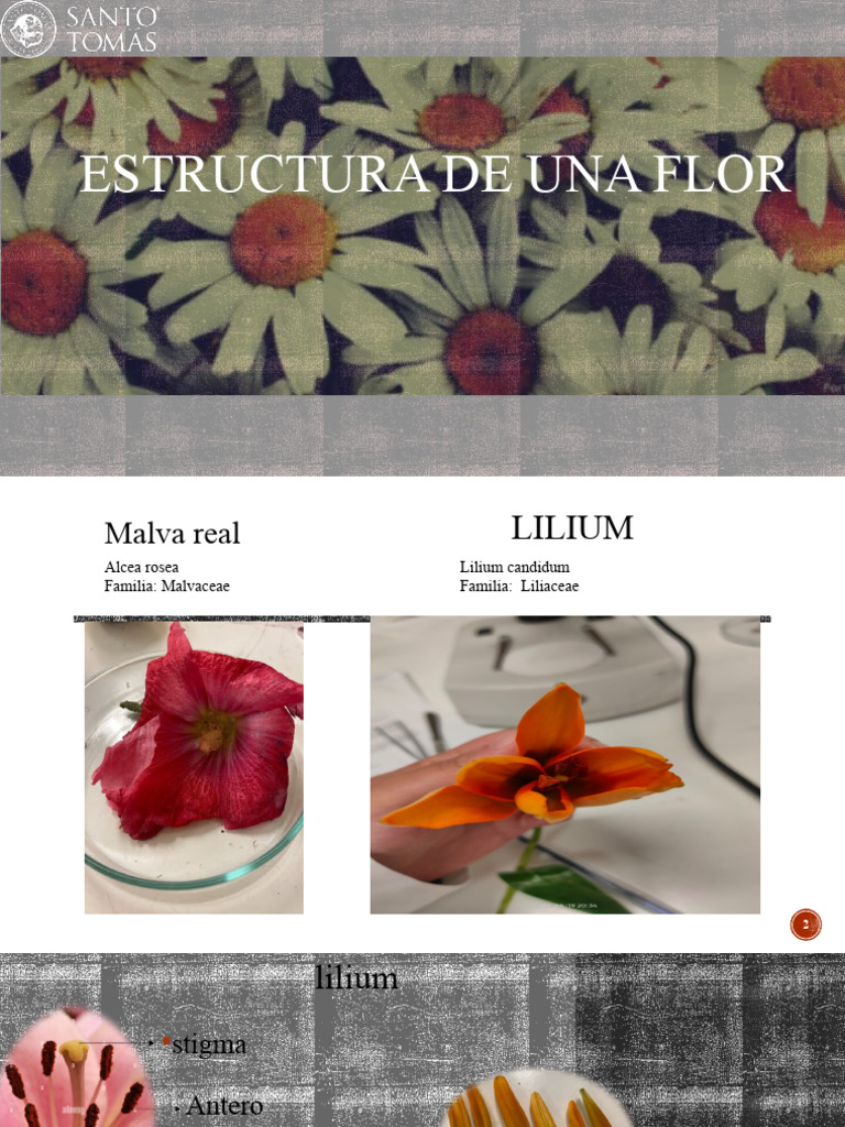 Estructura y partes de flores comunes | PDF
