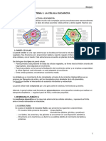 TEMA 3 - La Célula Eucariota