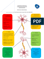 Fases de Los Neurotransmisores 2