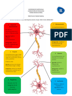 Fases de Los Neurotransmisores