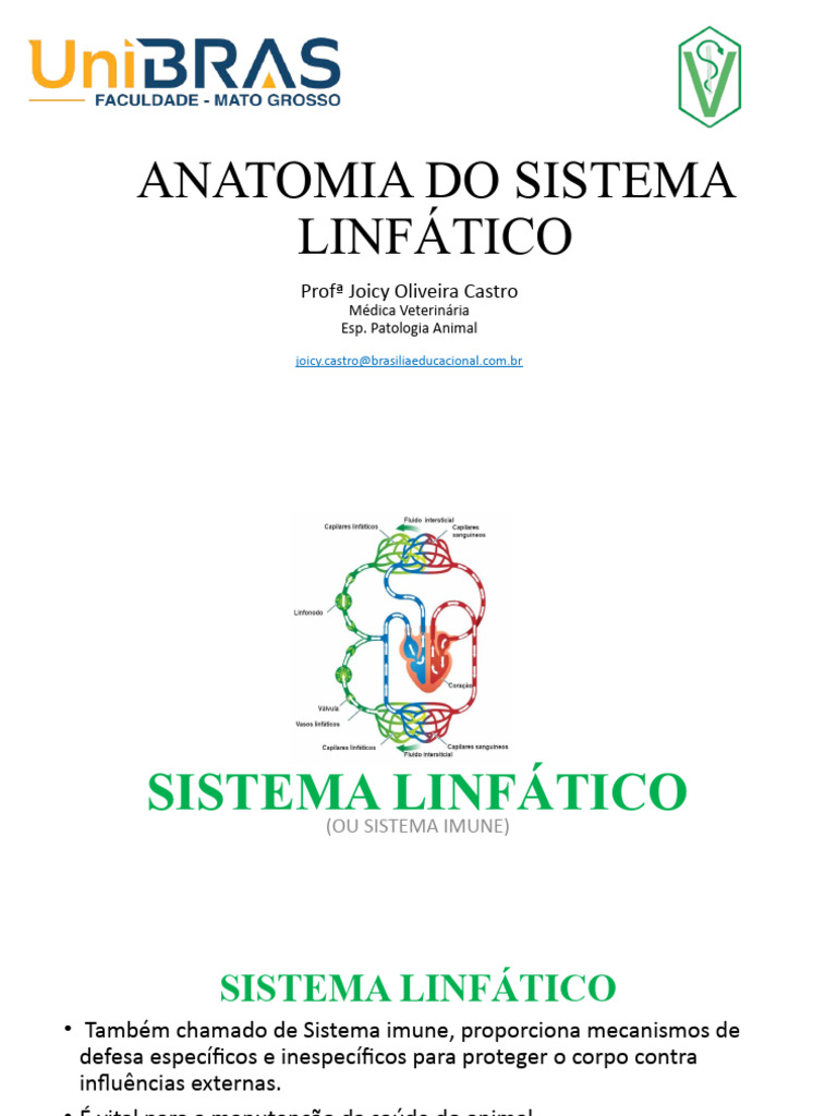 Aula 02 Anato Sistema Linfático Pdf Sistema Linfático Baço