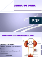 UD 7 Muestras de Orina