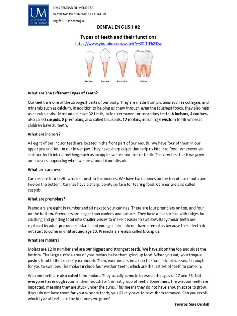 DENTAL ENGLISH 2 - Types of Teeth and Their Functions | PDF | Tooth | Mouth