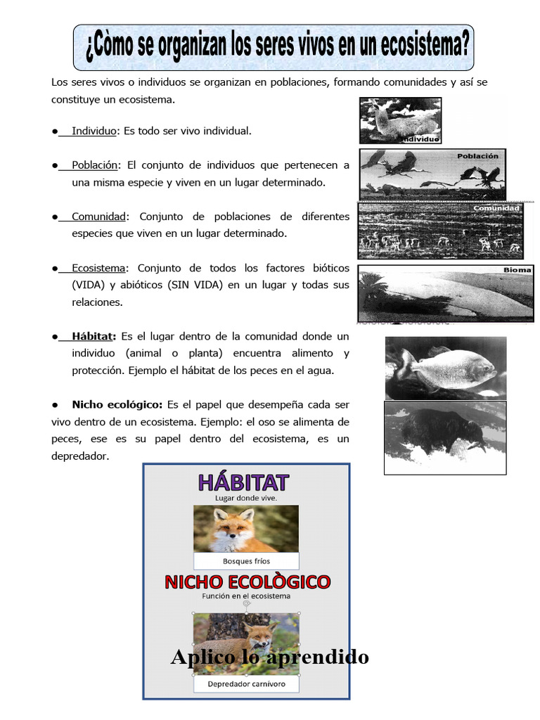 Ficha Niveles de Organizacion de Los Seres Vivos para Cuarto de ...
