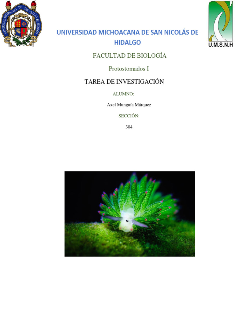 Simetría y Diseño Corporal Animal | PDF | Términos anatómicos de ...