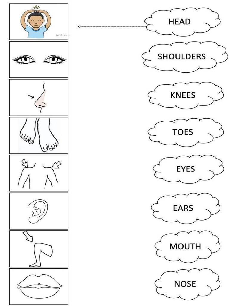 Bodyparts Worksheets | PDF