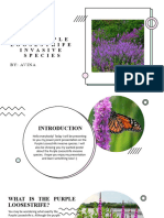 The Purple Loosestrife Invasive Species