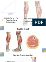 Miología de La Pierna y Pie