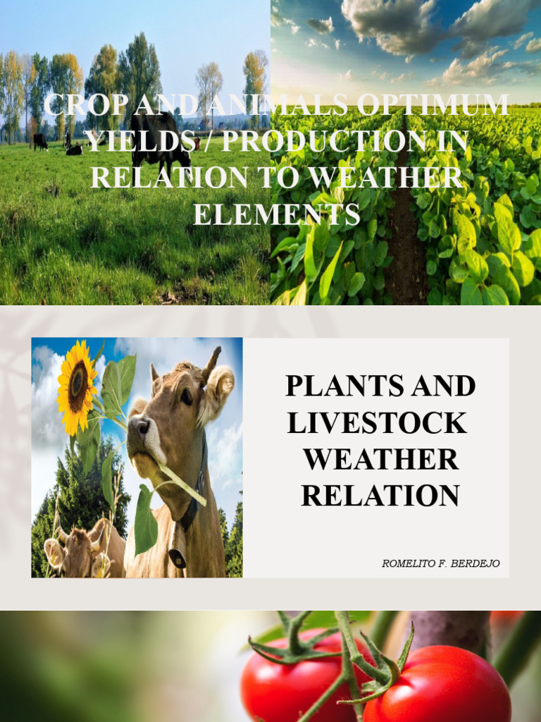 Plants and Livestock Weather Relationship PDF Tomato Fruit