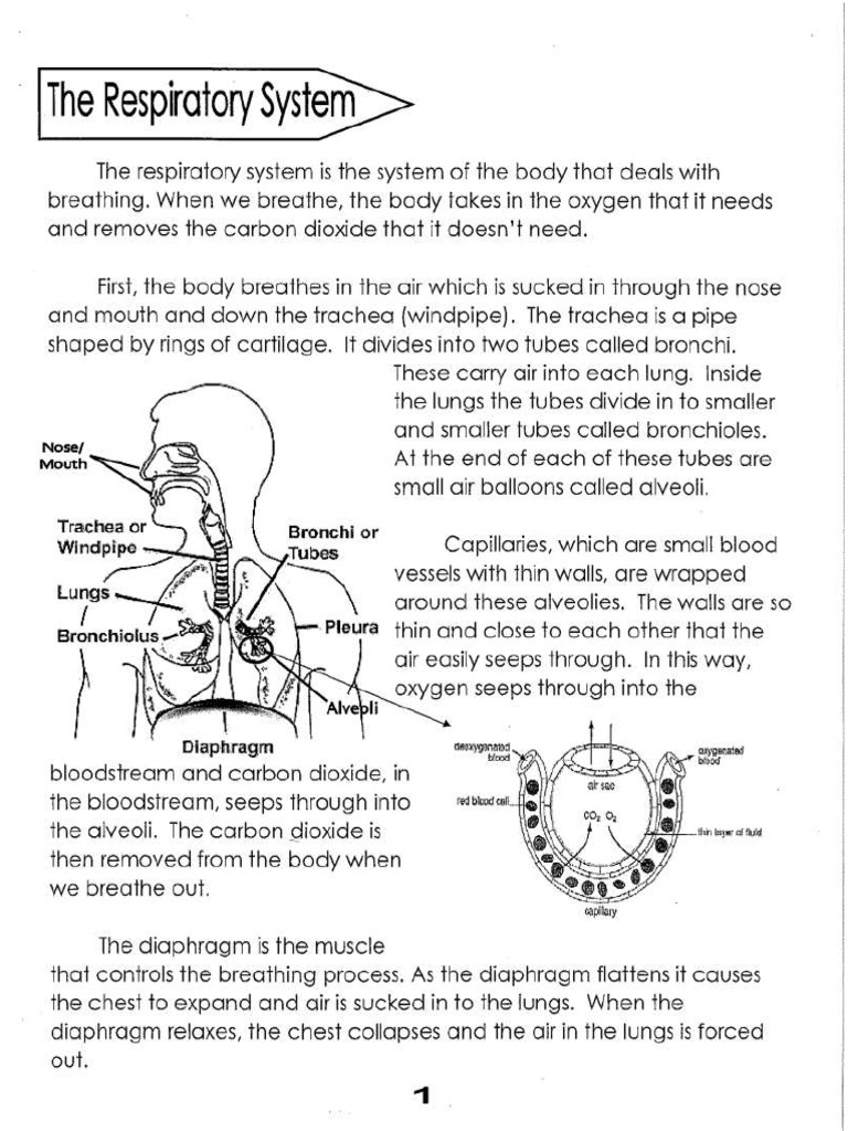 Respiratory System Packet 14 PDF
