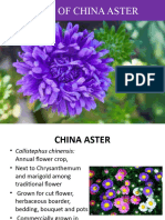 China Aster