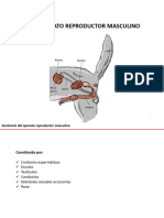 Apto Reproductor II