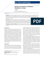 Trichoscopic Diagnosis of Cutaneous Pelodera Strongyloides Infestation in A Dog